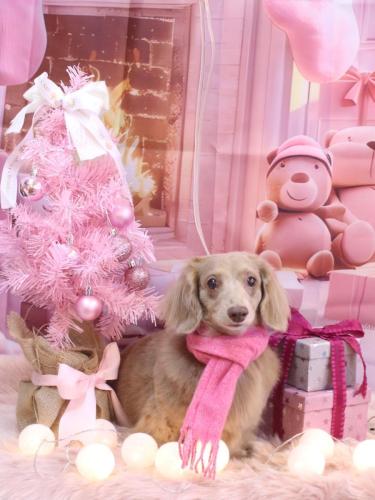 20241206ぺこちゃん